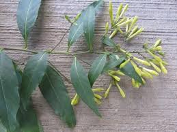 Image result for Cestrum parqui