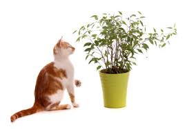 Welche pflanzen sind für katzen giftig? Blumen De Pflanzen Fur Katzen Welche Pflanzen Sind Geeignet Welche Giftig