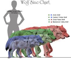 Pin By Bryan Jenson On Canids Largest Wolf Species Wolf