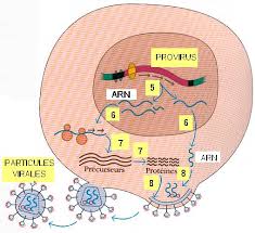 Resultado de imagen para provirus