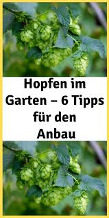Hopfen Im Garten 6 Tipps Fur Den Anbau In 2020 Herbs
