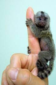 Pygmy Marmoset The Smallest Monkey Pygmy Marmoset Smallest Monkey Cute Baby Animals Pygmy Marmoset Cute Animal Photos