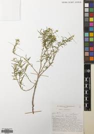 Image result for Wolffiella repanda