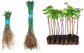 Image result for graft grape vines