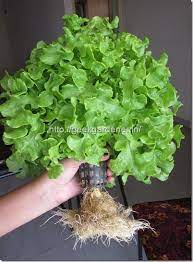Hydroponic Lettuce Production Using Nft Dft Technique In Bangalore India Terrace Gardening Hydroponic Hydroponic Gardening Hydroponic Lettuce Hydroponics