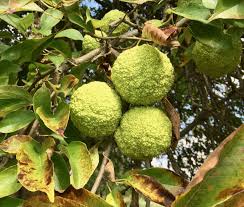 Collect fallen fruit from around osage trees. Osage Orange From Meriwether Lewis Planted In Swoope Getting More On The Ground