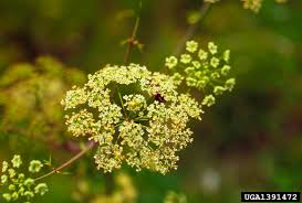 Image result for Conium