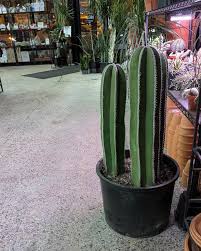 Image result for Lophocereus marginatus