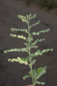 Image result for Phyllanthus maderaspatensis