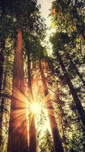 Check spelling or type a new query. 8k Nature Wallpaper For Mobile 236x419 Download Hd Wallpaper Wallpapertip