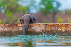 Check spelling or type a new query. 30 Baby Elephants That Will Instantly Make You Smile Bored Panda