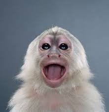 Jill Greenberg at Bau-Xi Gallery