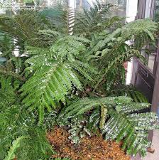 Image result for Didymochlaena