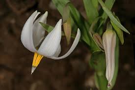 Image result for Walleria nutans