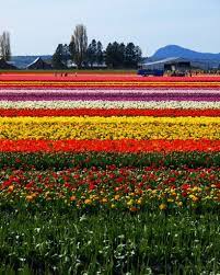 Mytanfeet Costa Rica Travel Blog Tulip Fields Skagit Valley Tulip Festival Tulips