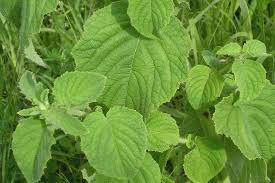 Image result for Hyptis