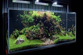 Can You Add Too Much Bacteria To A Fish Tank