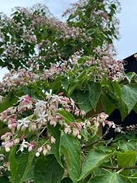 Image result for Clerodendrum rotundifolium