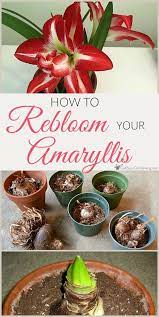 How To Rebloom Your Amaryllis Plants Amaryllis Plant Amaryllis Bulbs Plants
