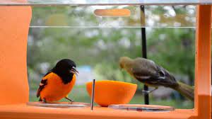 We did not find results for: Wild Bird House Orioles Everywhere Spring 2013 Baltimore Orioles Female Orchard Oriole Youtube