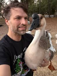 Good evening # white goose 🦢🦢🦢