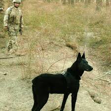 Kalb 3omro shaher malenwa mix german kteer helo w mahdoom sheres 3al hayawenet w fek tsharso ba3ed 3al nes tayeb fe 600alf. Belgian Malinois Mwd Download Scientific Diagram