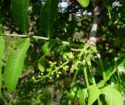 Image result for Zanthoxylum chalybeum