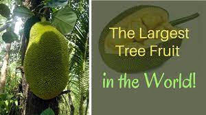Jackfruits can weigh up to 100 pounds, and wikipedia notes that they can grow to 36 inches long and 20 inches in diameter. The Largest Tree Fruit In The World Youtube