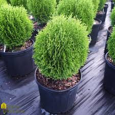 Image result for Hetaeria occidentalis