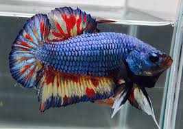 Fwbettashmp1489949406 Green Vanda Hmpk Male Betta Fish Tank Betta Fish Betta
