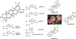 Image result for Lantana ukambensis