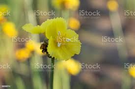 Image result for Xyridaceae