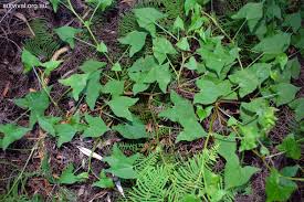 Image result for Rumex sagittatus
