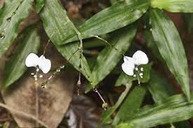 Image result for Stanfieldiella imperforata