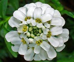 Candytuft Flower Juice Best Flower Wallpaper
