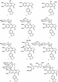 Image result for Cleistanthus schlechteri