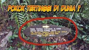 Untuk pengetahuan anda, pokok paling tinggi di dunia diberi nama hyperion, adalah 3 meter lebih tinggi berbanding stratosphere giant, dengan ketinggian 116 meter. Melihat Pokok Tropika Tertinggi Di Dunia Youtube