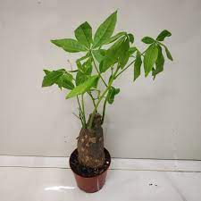 A thick, gnarled trunk on your bonsai tree will give the impression that the tree is very old and has been through a lot. Thick Trunk Style Pachira Aquatica Nursery Buy