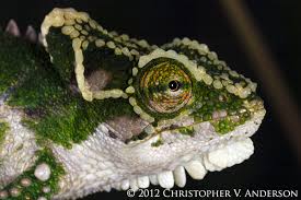 Image result for Chamaeclitandra