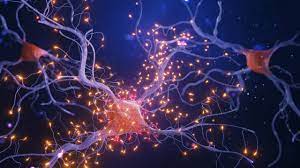 Neurons and the Nervous System: What Are Peripheral Nerves?