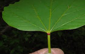 Image result for Vernicia