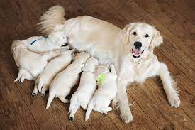 How To Know How Many Puppies A Dog Will Have