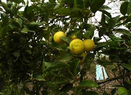 Image result for Citrus × limon