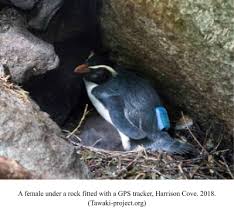 Introducing gps logger 2, an enhancement and major overhaul of gps logger, our premiere gps logging application. How Far Do Penguins Swim Penguins International