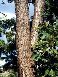 Image result for Marsdenia angolensis