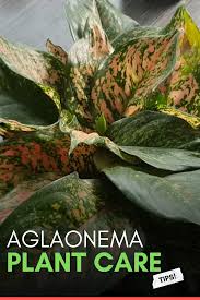 Pin On Brite Labs Garden Plant Tips