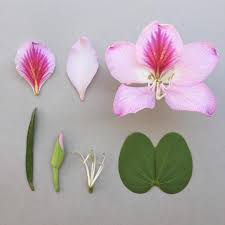 B A U H I N I A Variegata The Jacarandas Trees Lining The Streets Of Harare Are Jostling With The Bauhinia Tree Clay Flowers Flower Crafts Flower Tutorial