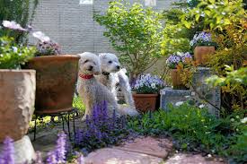 The list of toxic flowers, shrubs, trees, and vines reaches into the hundreds, and includes many that are popular among gardeners. The Ultimate List Of Poisonous Plants For Dogs Pure Pet Food
