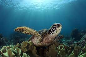 Sunbathing Photograph By Jun Lao National Geographic Your Shot Animals National Geographic Photography Animal Photography