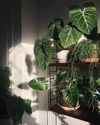 Rearranged So The Gloriosum Can Bask Without Blocking Light From The Other Plants And Check Out That Little Anthurium Leaf Su Plants Indoor Plants Plant Decor